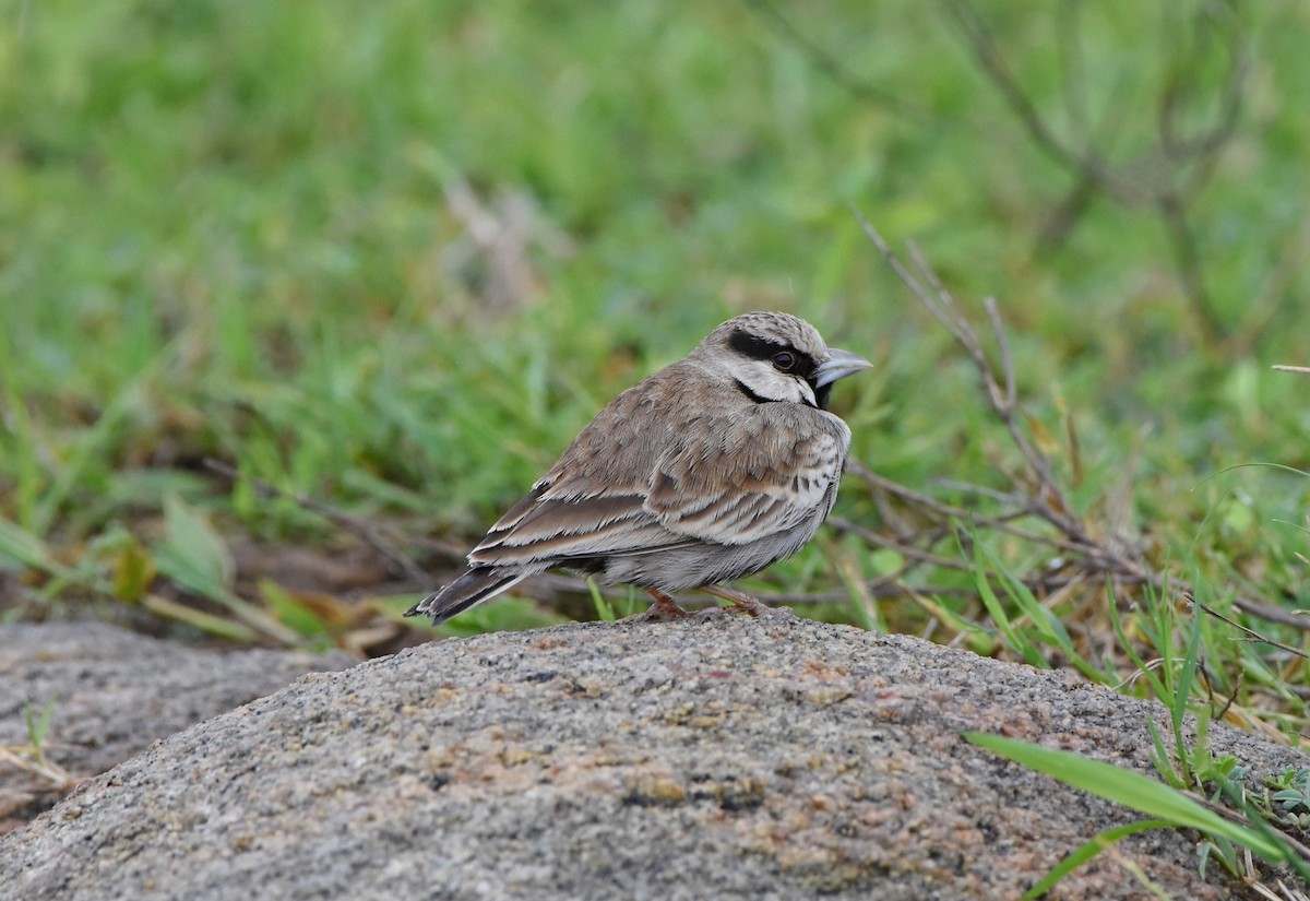Ashy-crowned Sparrow-Lark - Rajesh Radhakrishnan