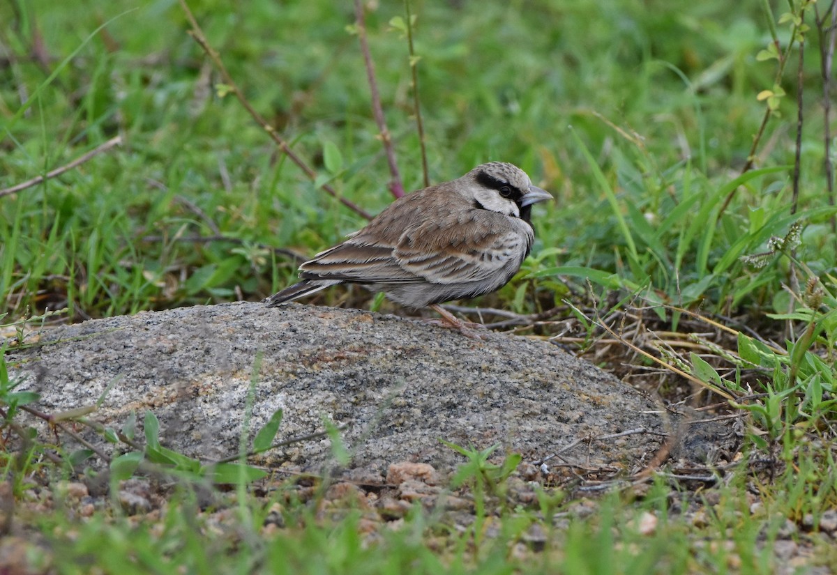 Ashy-crowned Sparrow-Lark - ML104924131