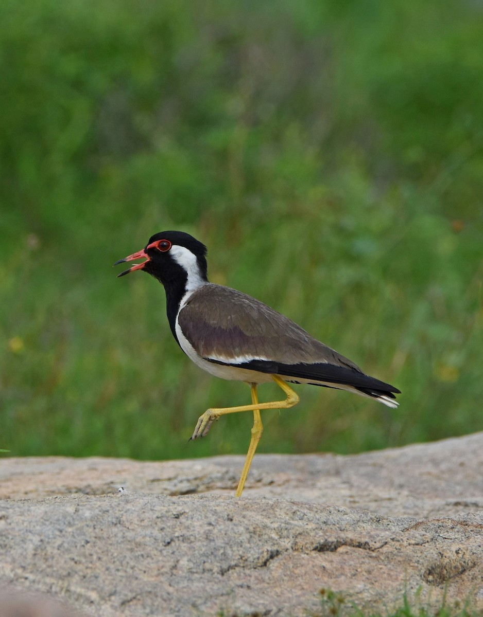 Red-wattled Lapwing - ML104924321