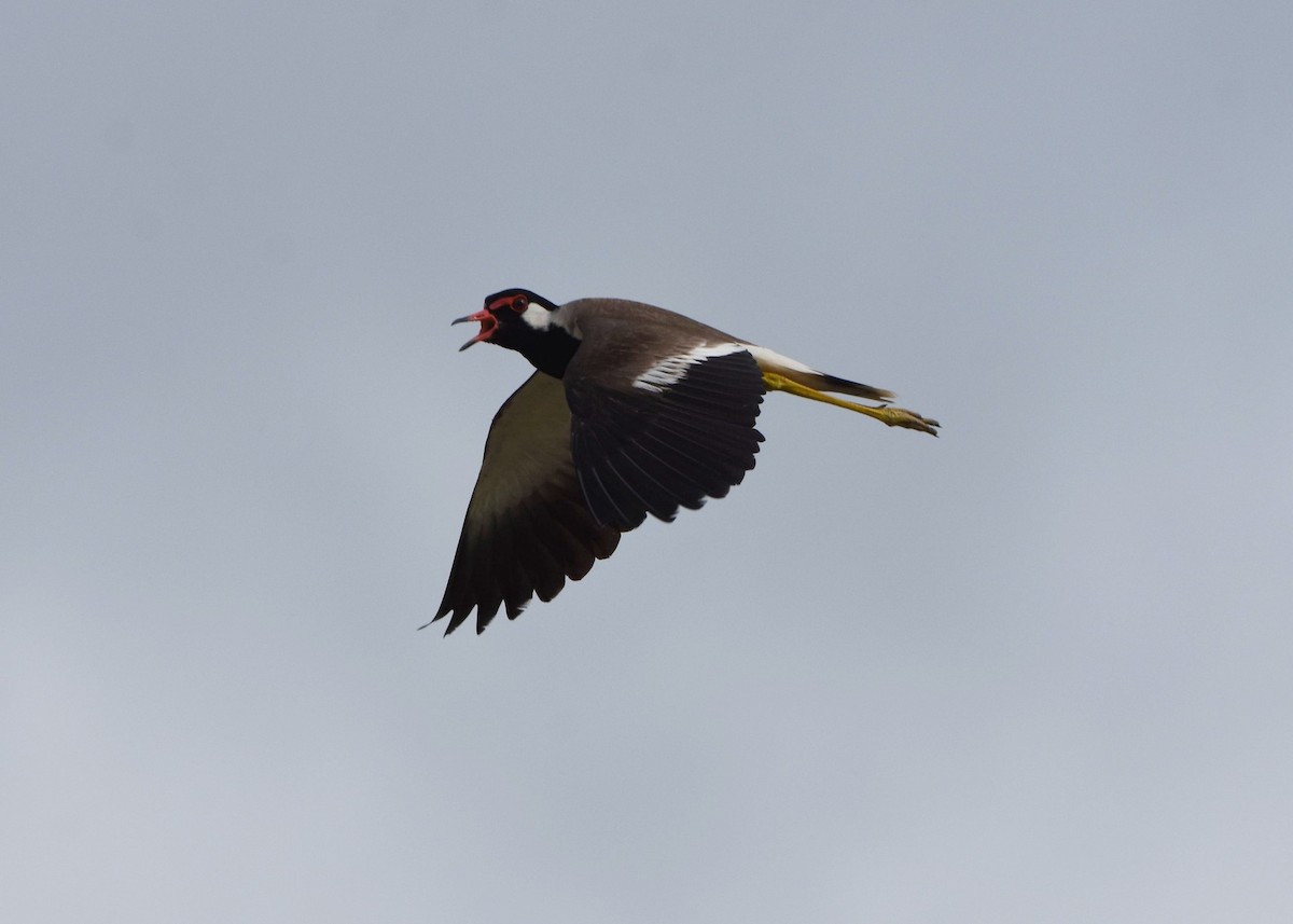 Red-wattled Lapwing - ML104924341