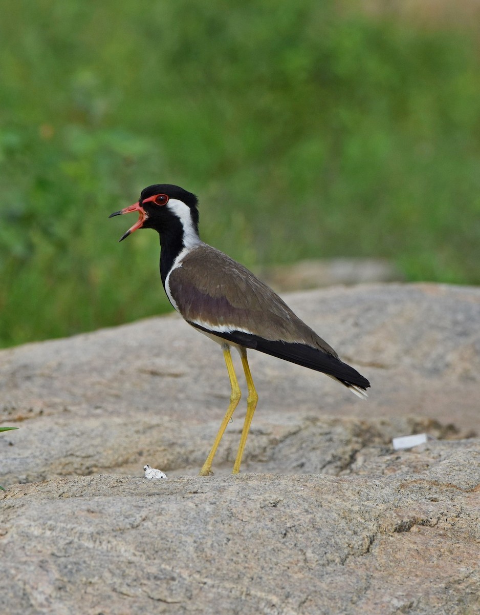 Red-wattled Lapwing - ML104924351