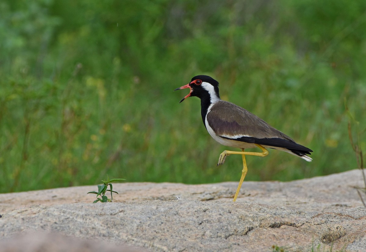 Red-wattled Lapwing - ML104924361