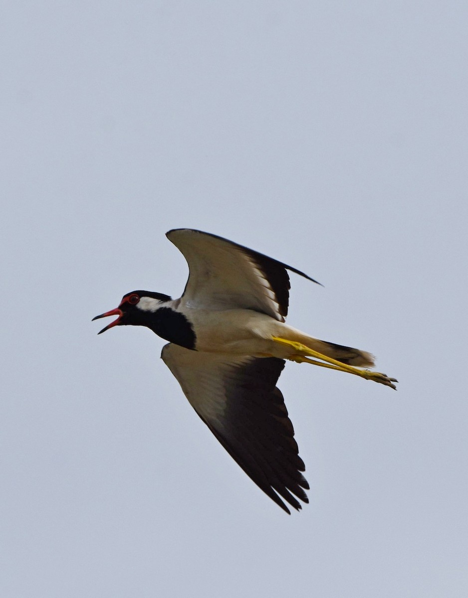 Red-wattled Lapwing - ML104924371