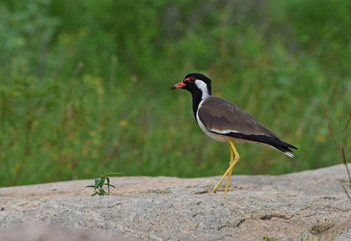 Red-wattled Lapwing - ML104924381