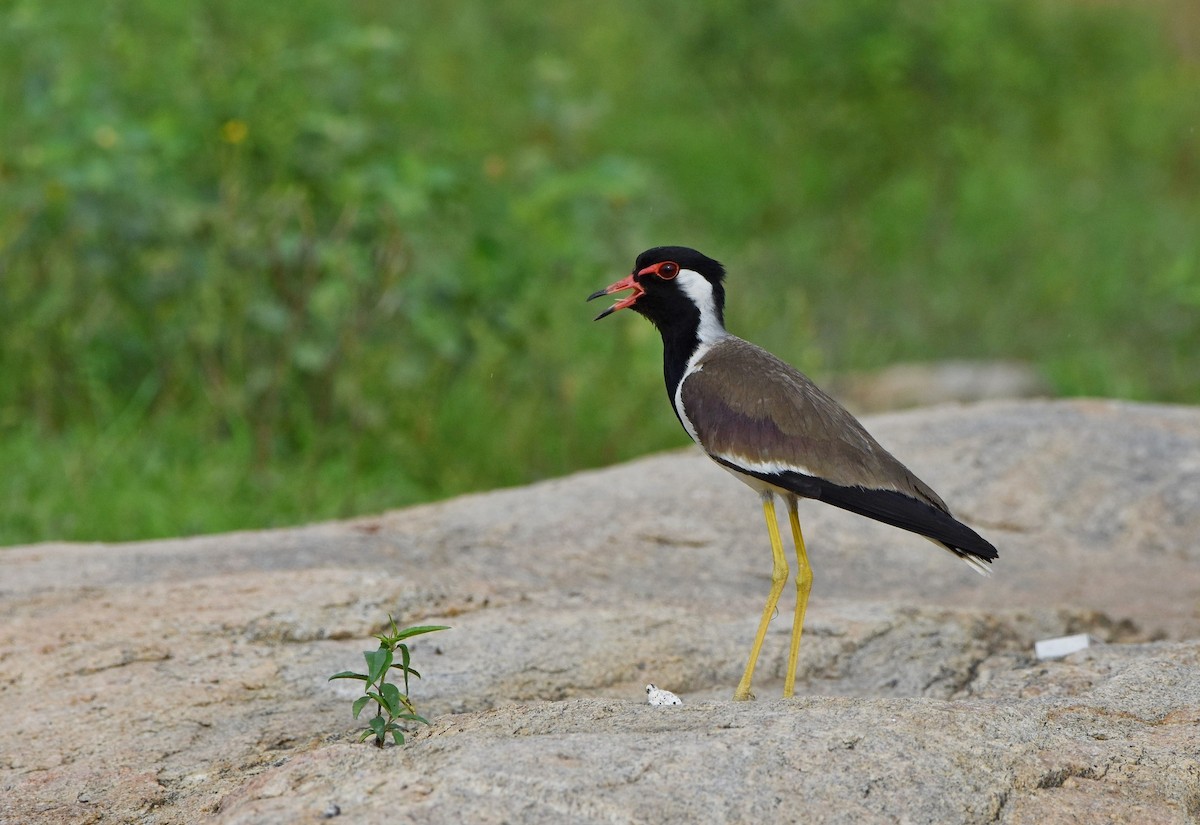 Red-wattled Lapwing - ML104924391