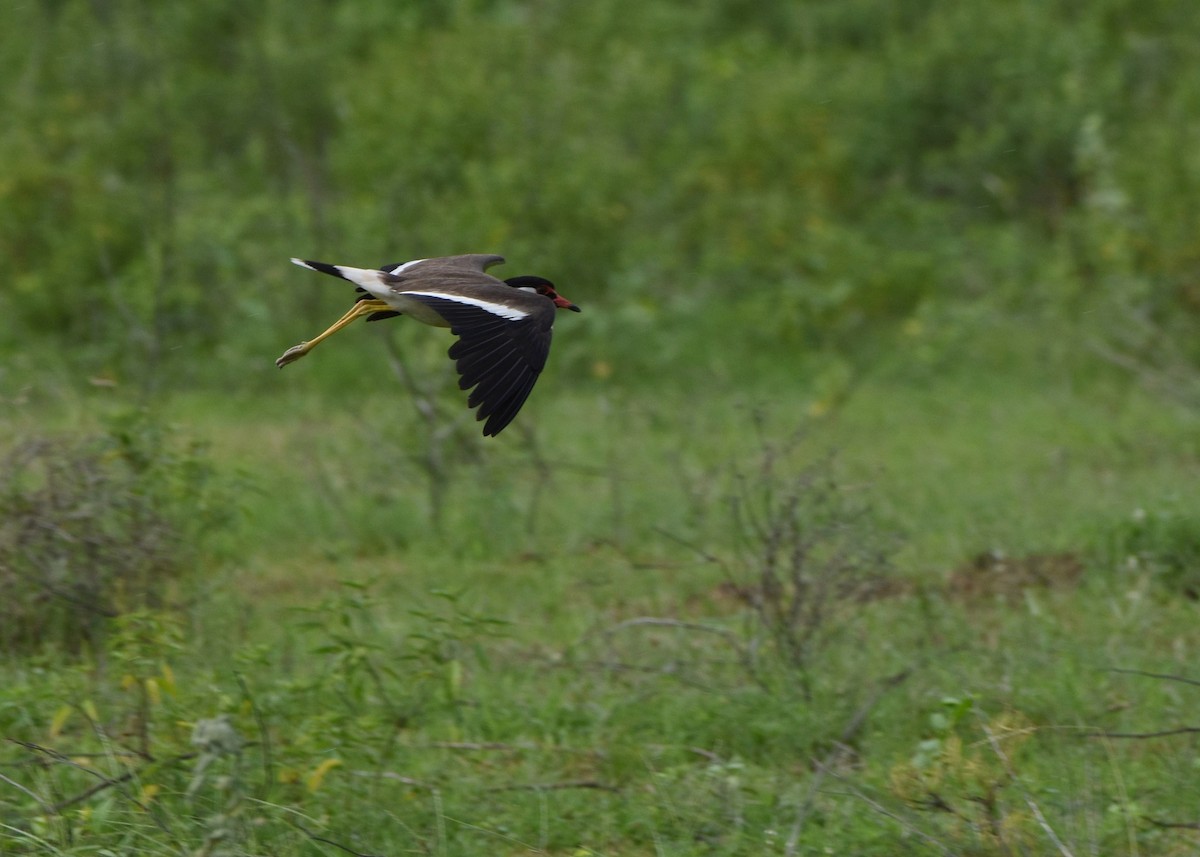 Red-wattled Lapwing - ML104924401