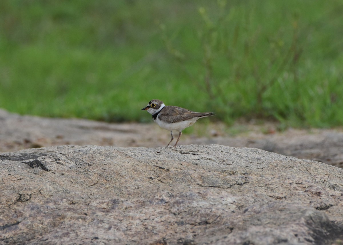 Little Ringed Plover - ML104924411