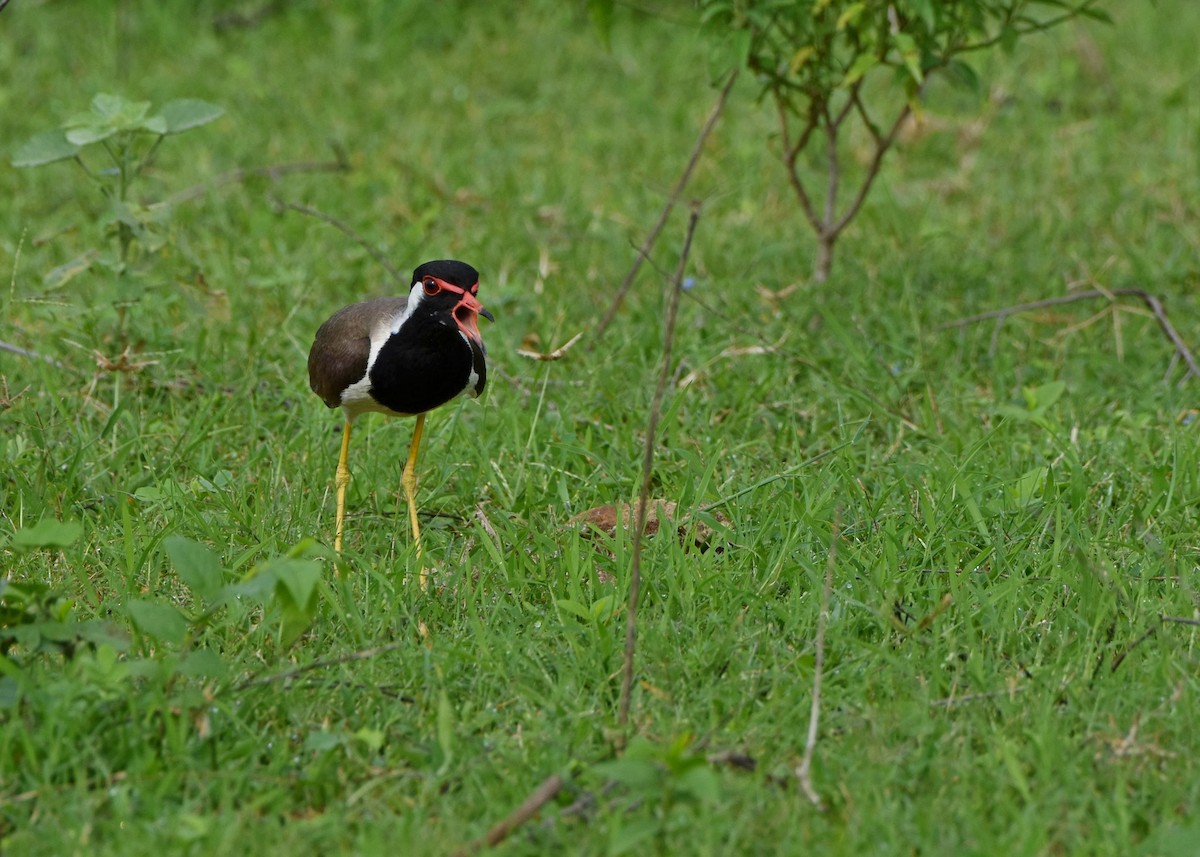 Red-wattled Lapwing - ML104924421