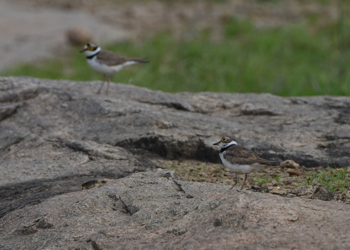 Little Ringed Plover - ML104924441