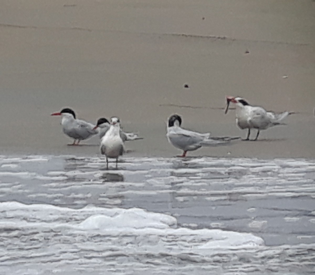 South American Tern - ML104924941