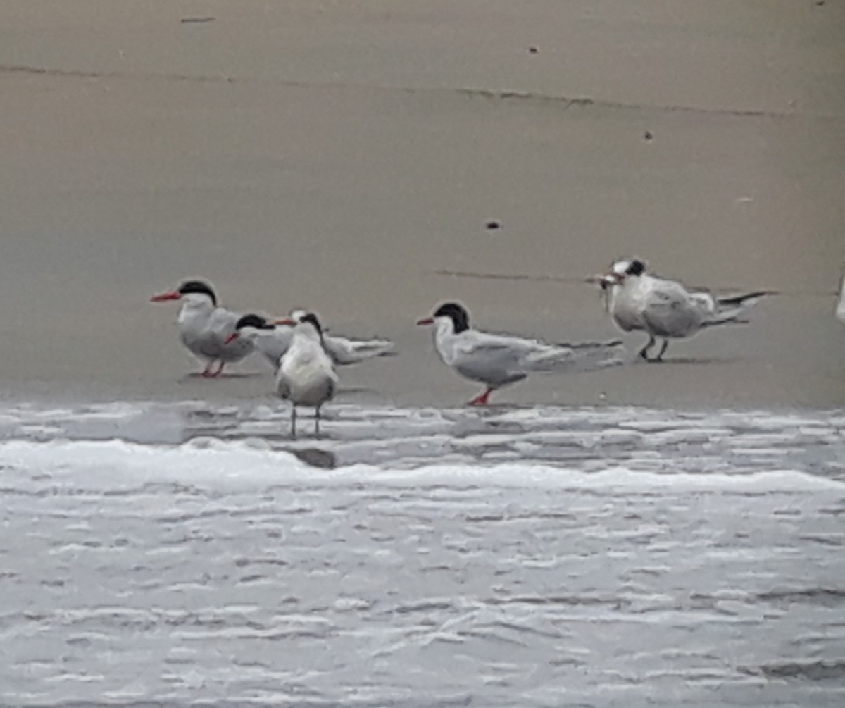 South American Tern - ML104924991