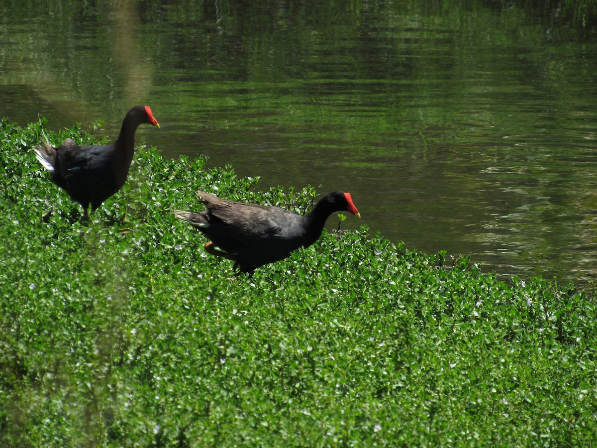 Common Gallinule (Hawaiian) - ML104926671