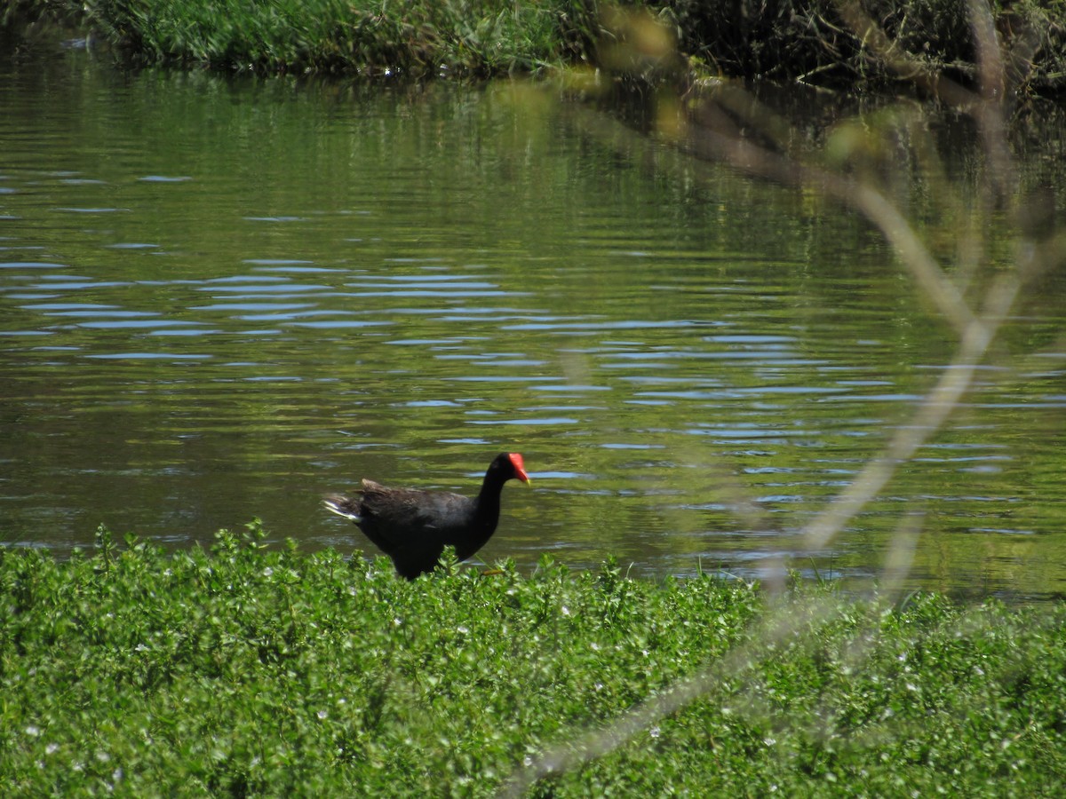 Common Gallinule (Hawaiian) - ML104926691