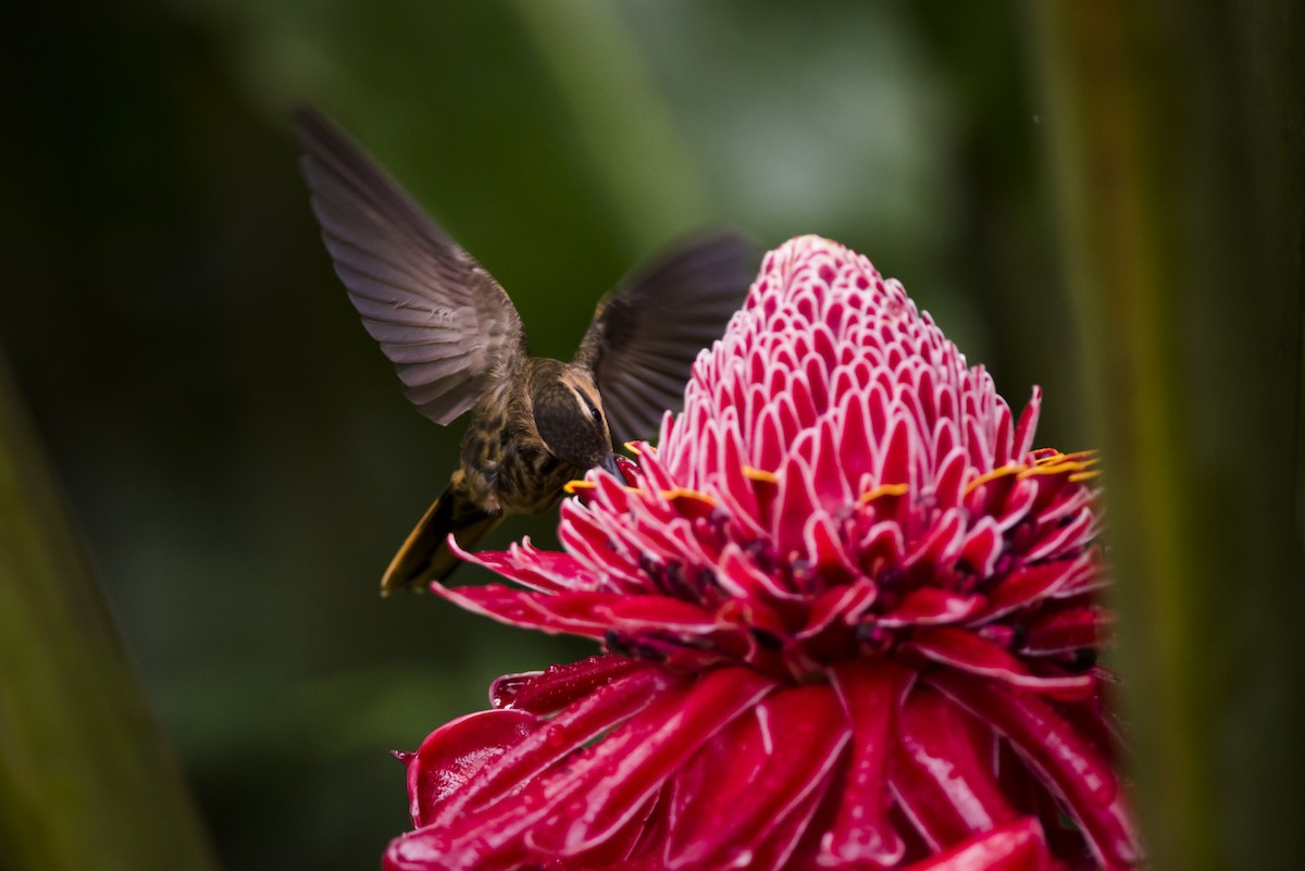 Saw-billed Hermit - ML104926821