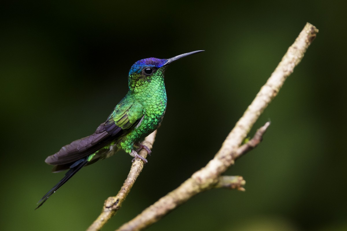 Violet-capped Woodnymph - ML104926891