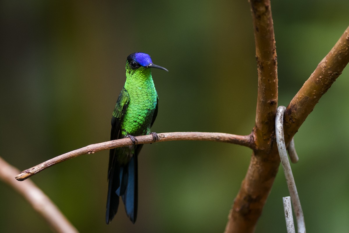 Violet-capped Woodnymph - ML104926901