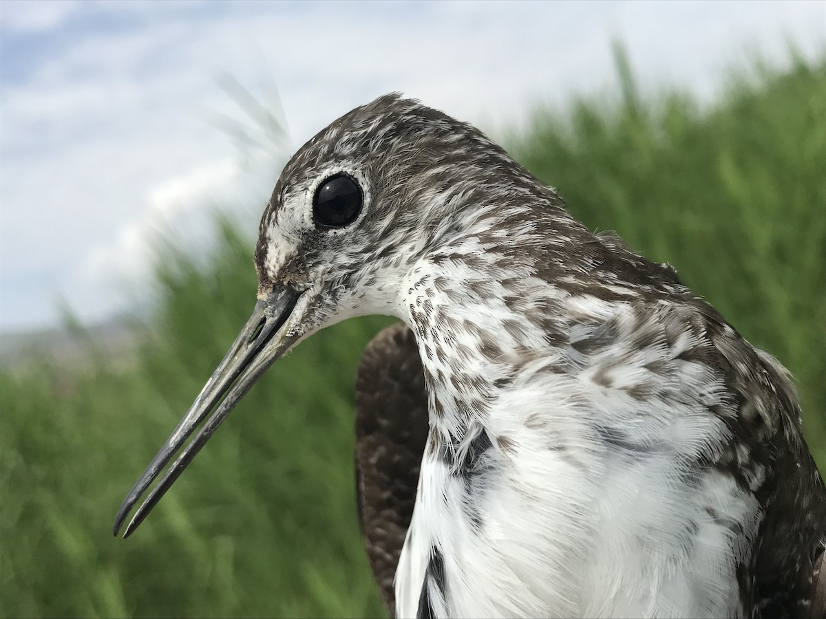 Green Sandpiper - Ky Clare