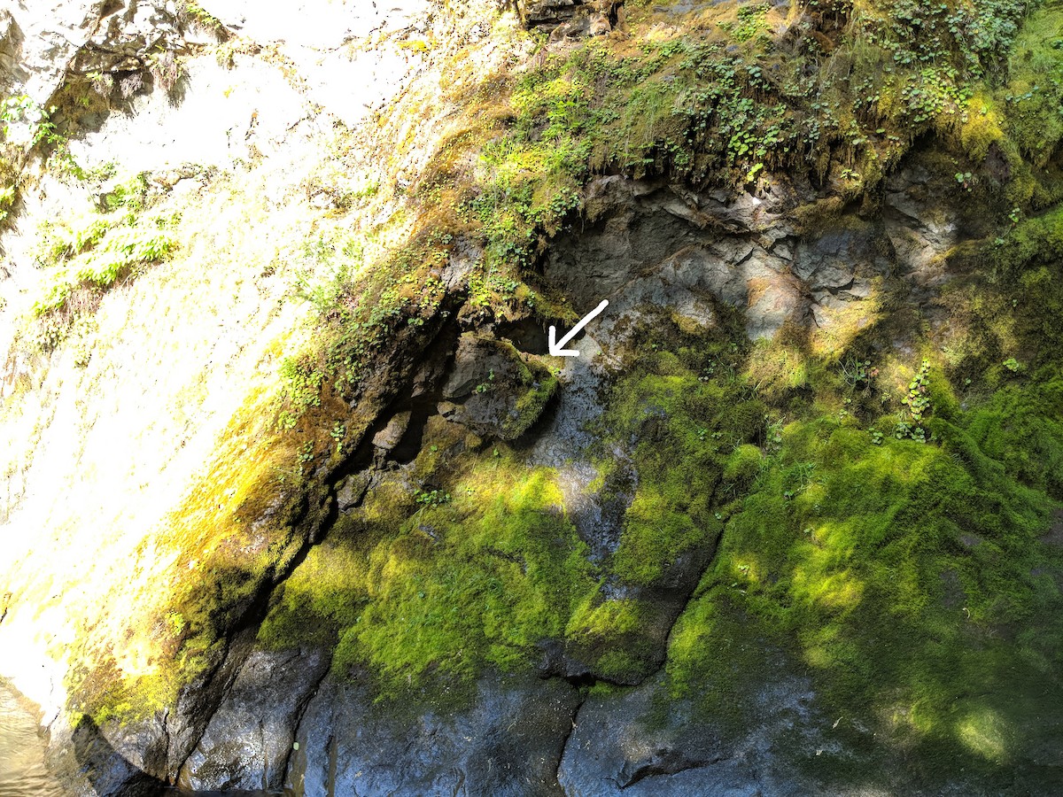 American Dipper - ML104927161