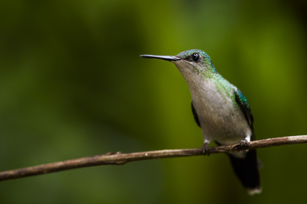 Violet-capped Woodnymph - ML104927371