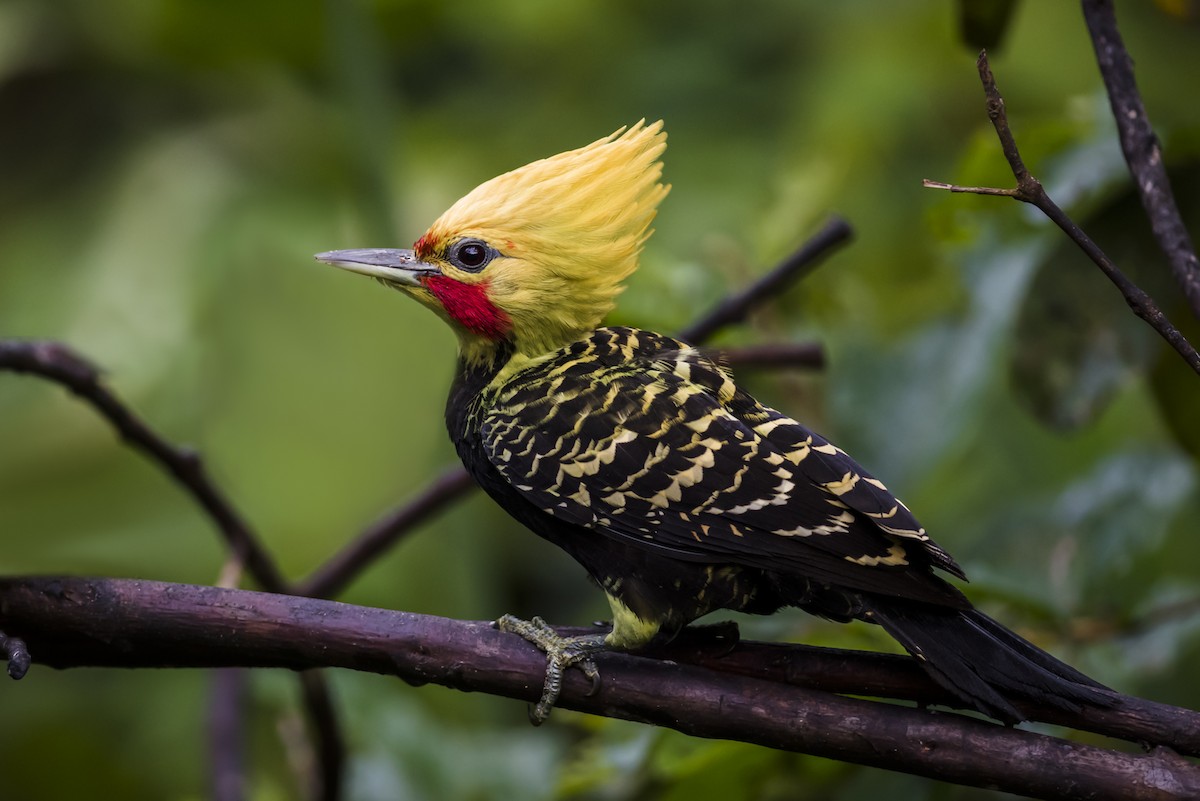 Blond-crested Woodpecker - Claudia Brasileiro
