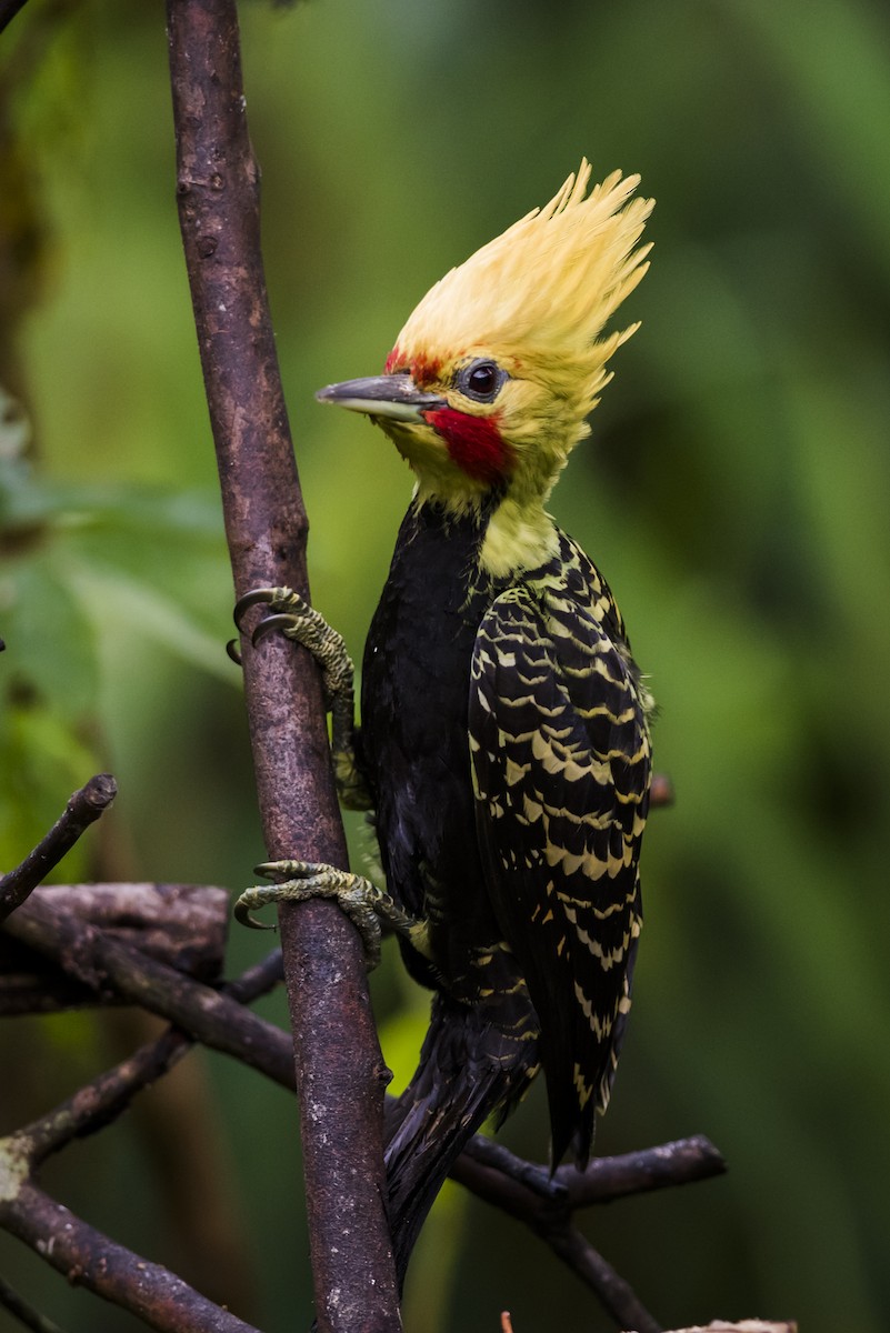 Blond-crested Woodpecker - Claudia Brasileiro