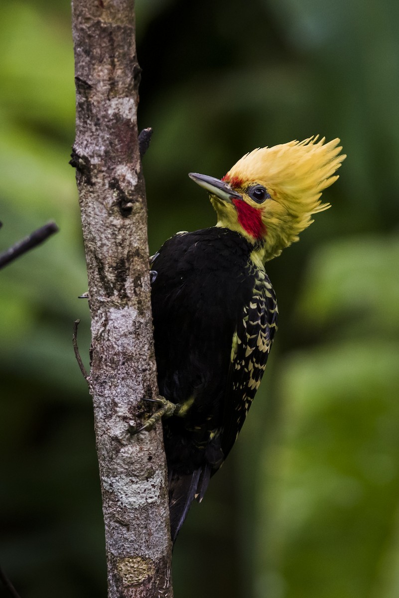 Blond-crested Woodpecker - Claudia Brasileiro