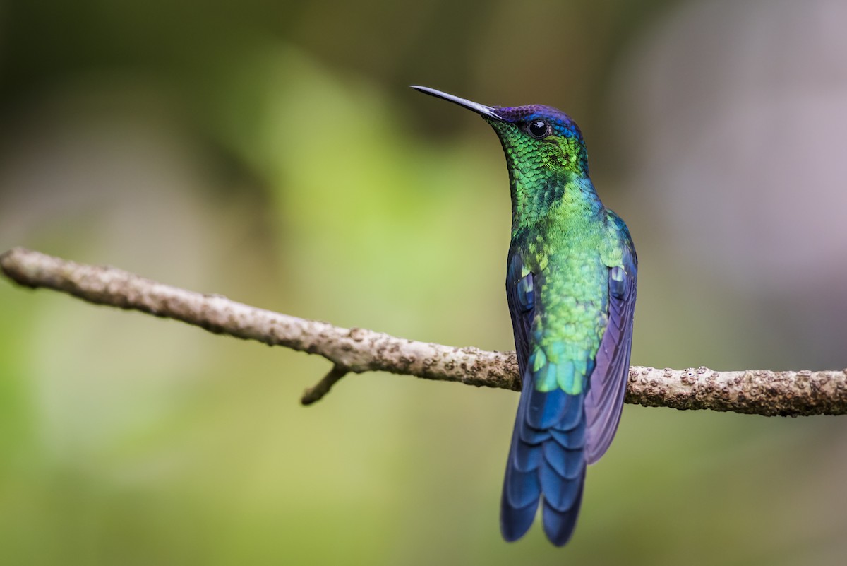 Violet-capped Woodnymph - ML104927641