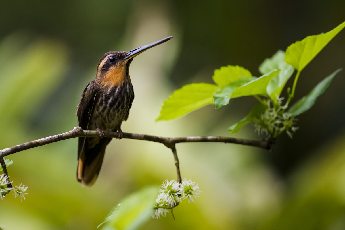 Saw-billed Hermit - Claudia Brasileiro
