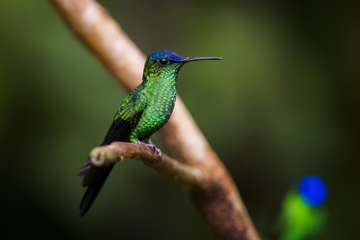 Violet-capped Woodnymph - ML104928181