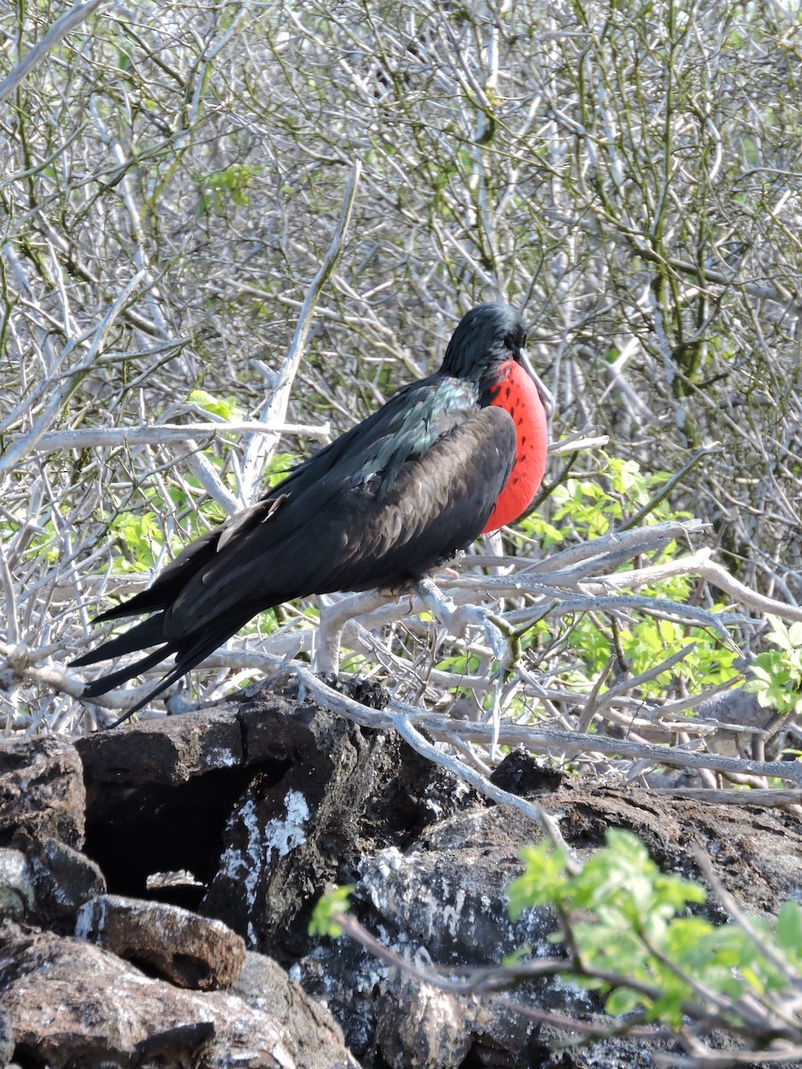 Great Frigatebird - ML104929881