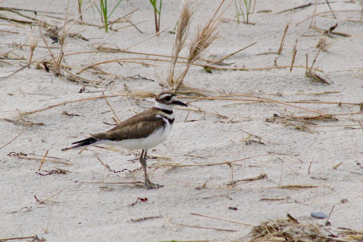 Killdeer - ML104933341