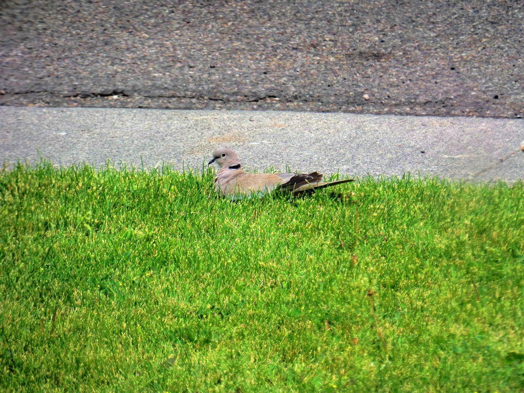 Eurasian Collared-Dove - ML104933421