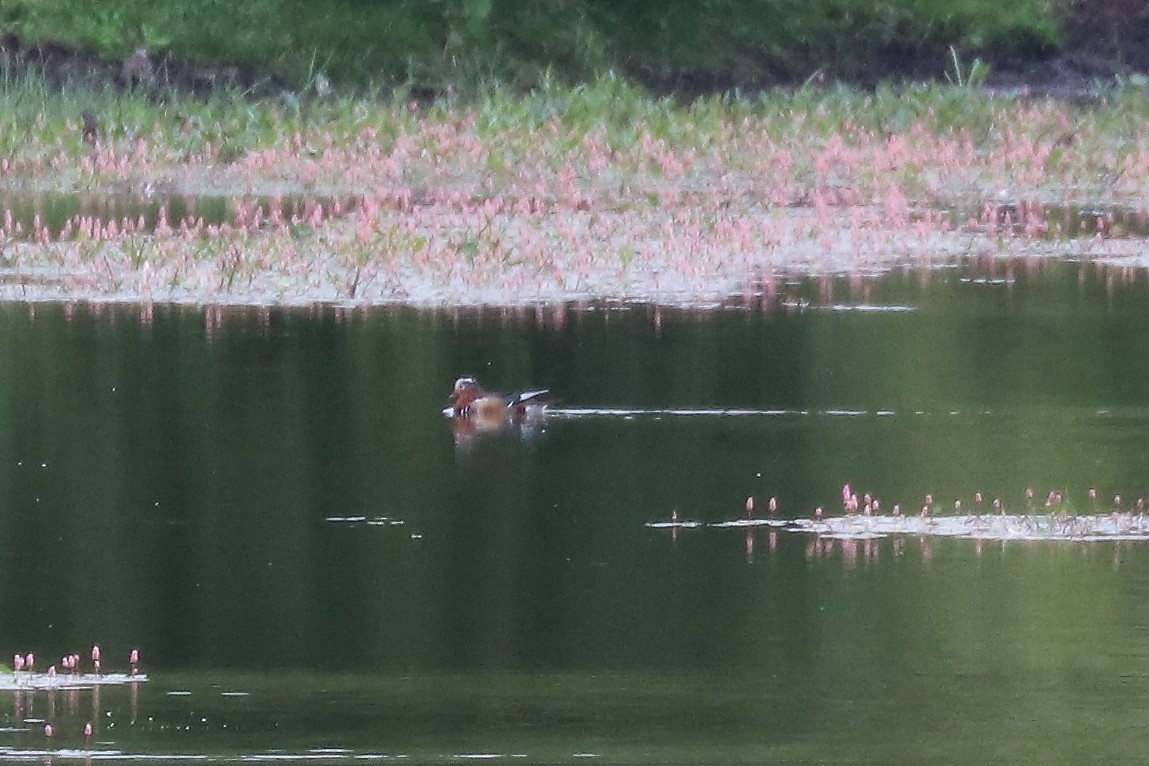 Mandarin Duck - ML104934351