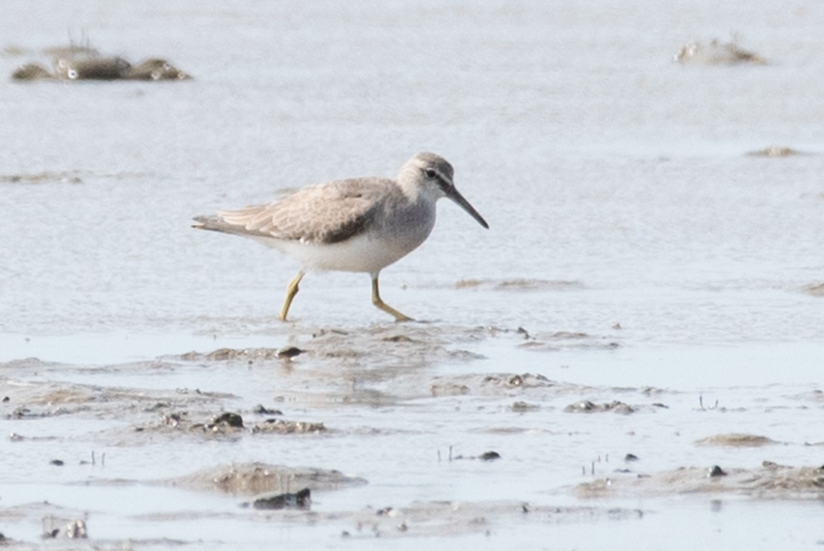 Gray-tailed Tattler - ML104935681