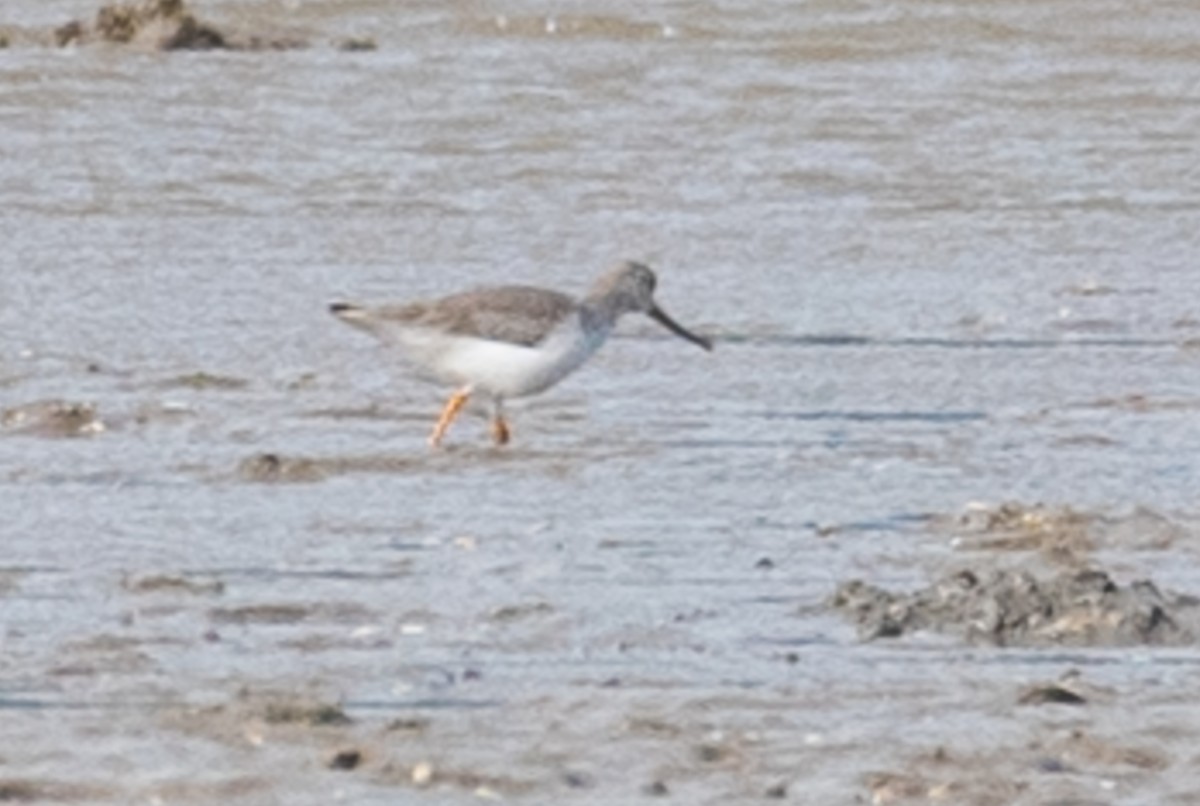 Terek Sandpiper - ML104935701