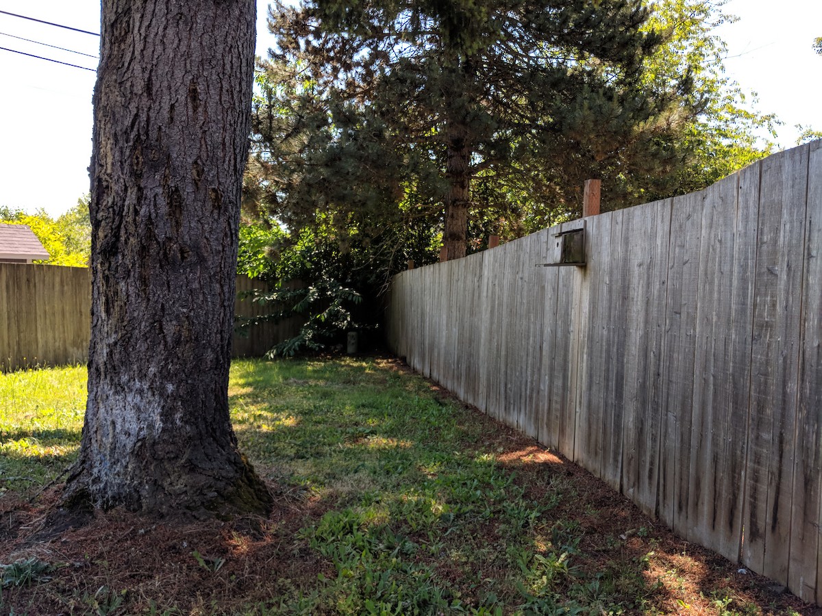 Violet-green Swallow - ML104936331