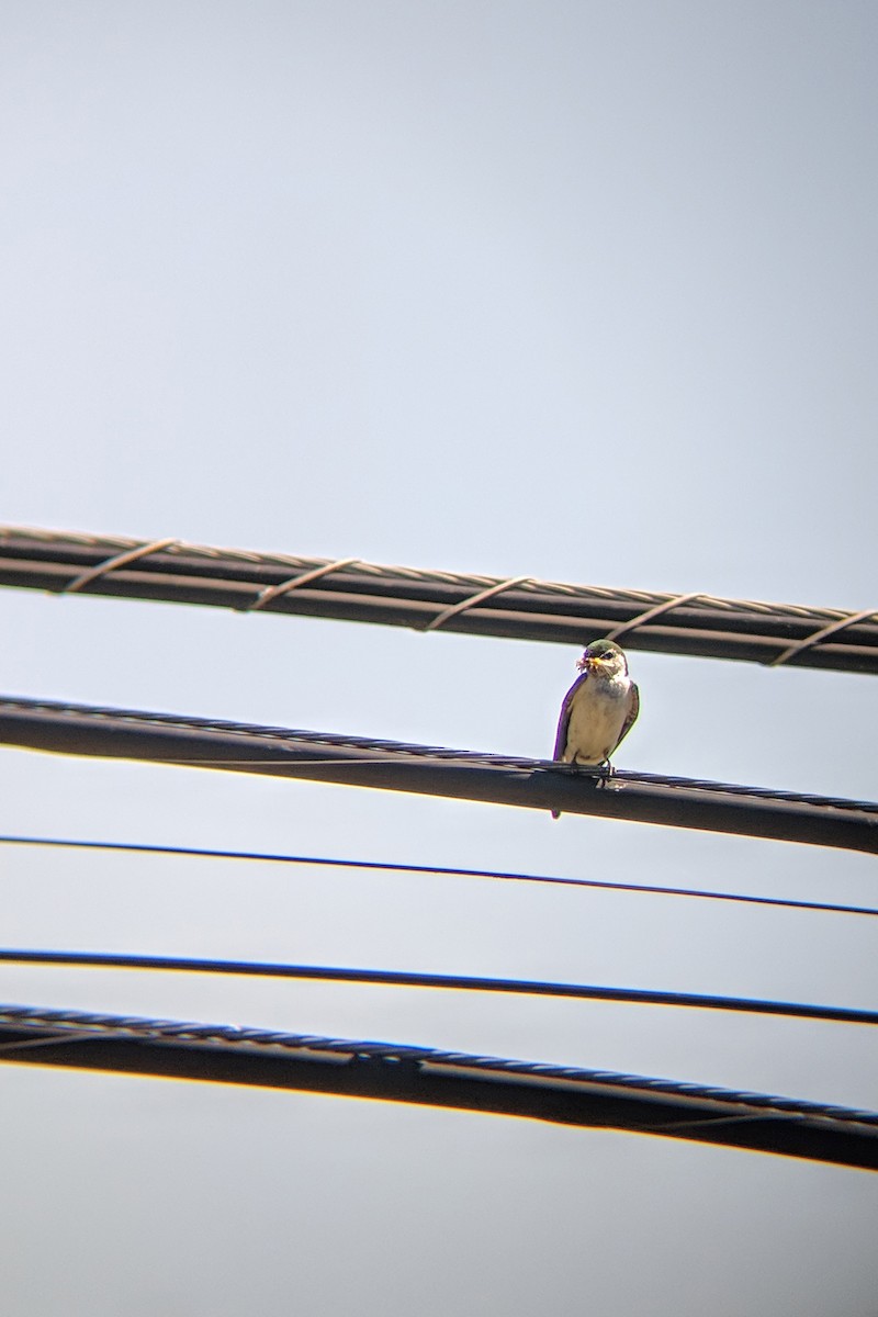 Violet-green Swallow - Eileen Kitayama