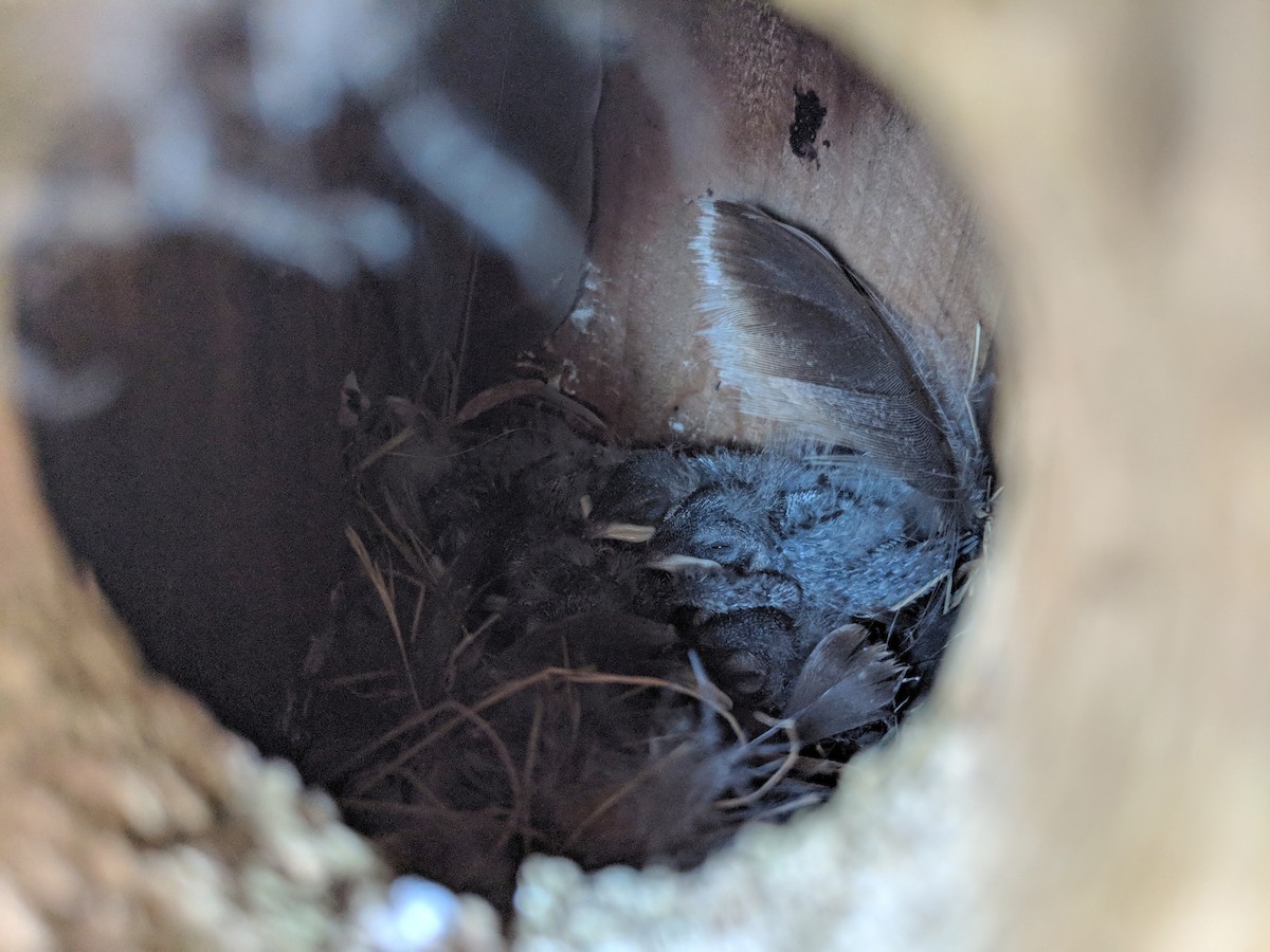 Violet-green Swallow - ML104936721