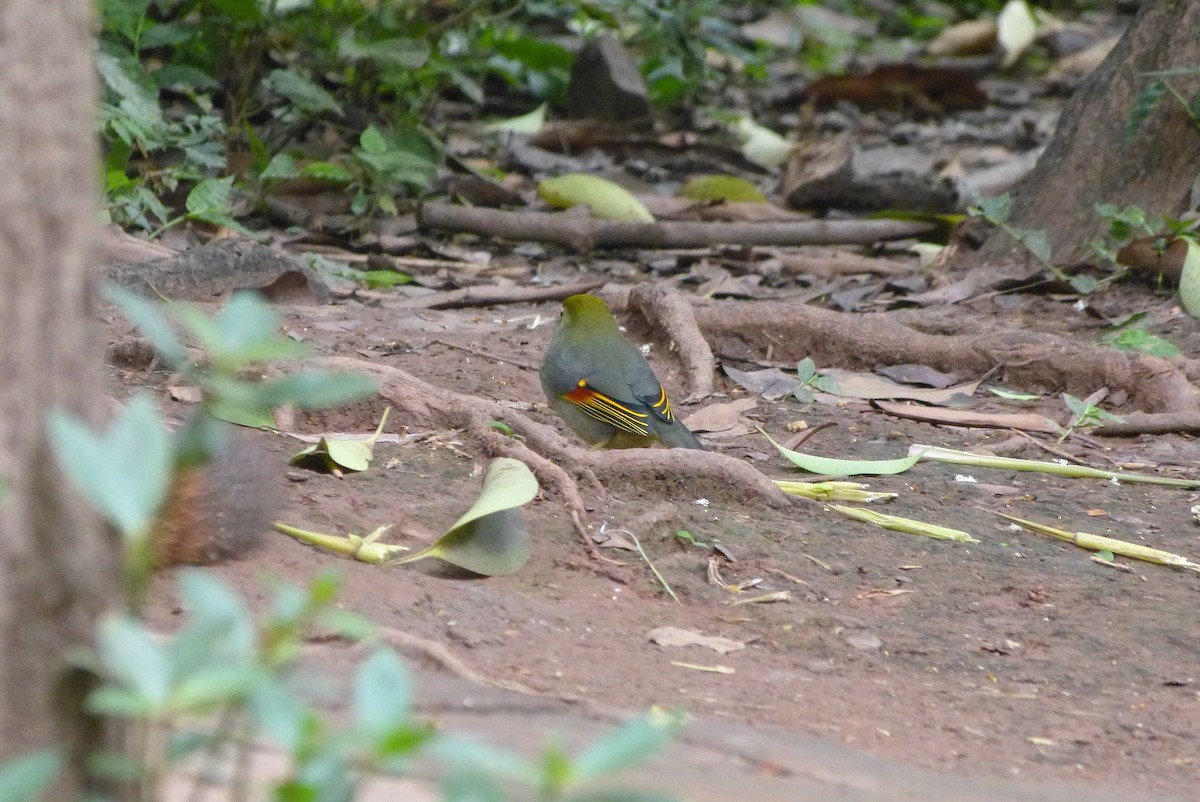 Red-billed Leiothrix - M Kwan