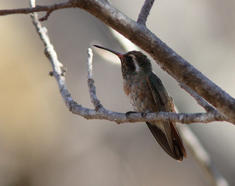 Xantus's Hummingbird - ML104938131