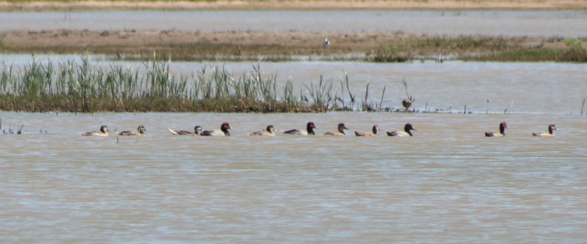 White-cheeked Pintail - ML104940521