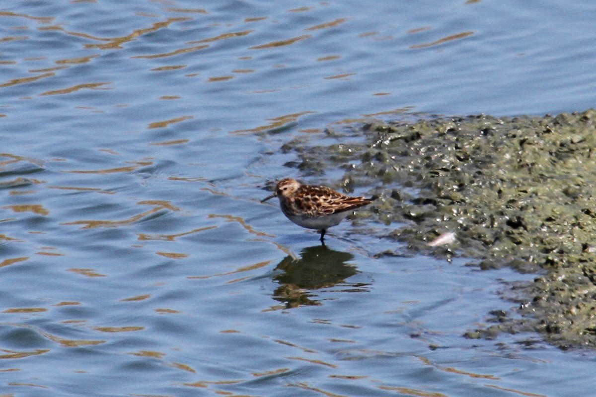 Least Sandpiper - ML104941091