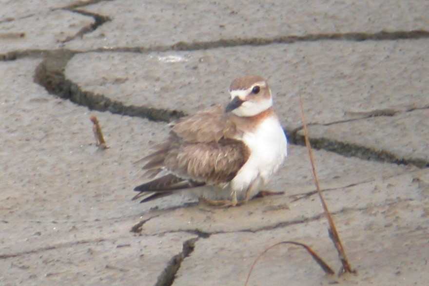 Wilson's Plover - ML104941221