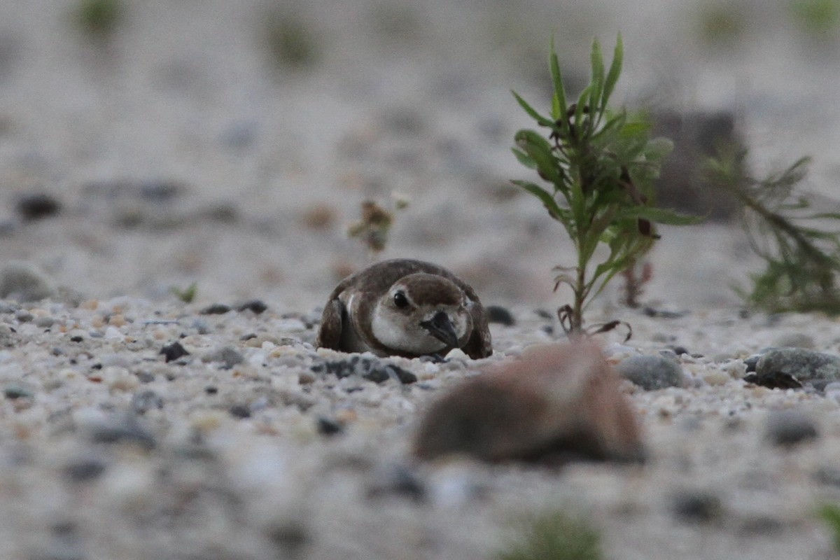 Wilson's Plover - ML104941421