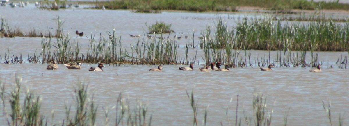 White-cheeked Pintail - ML104941461