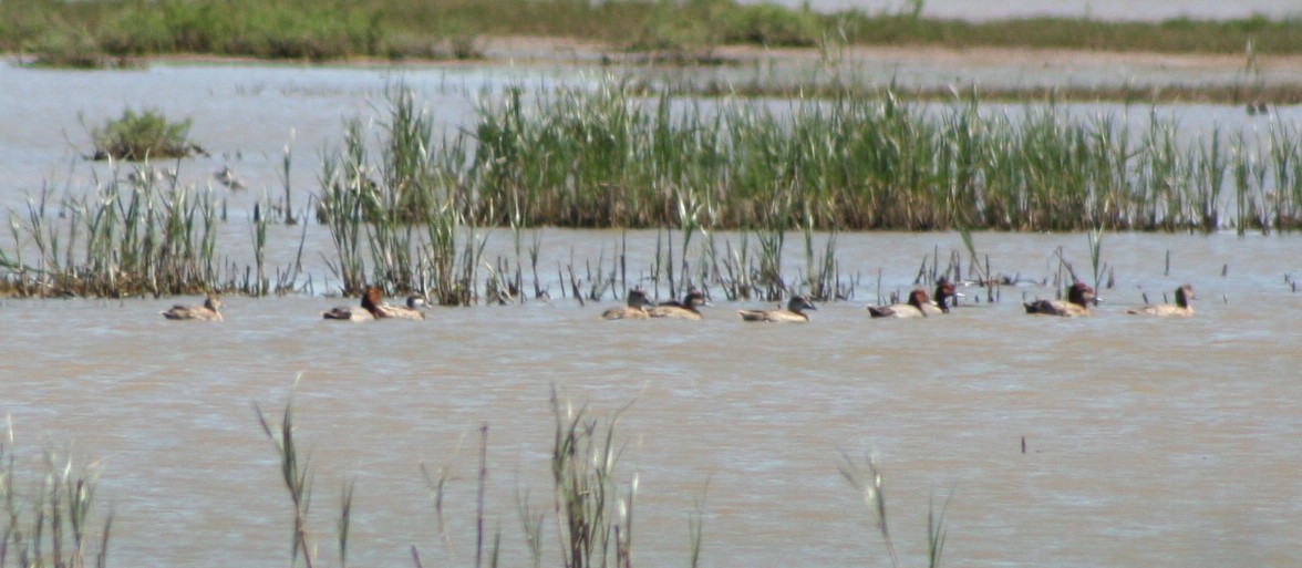 White-cheeked Pintail - ML104941481