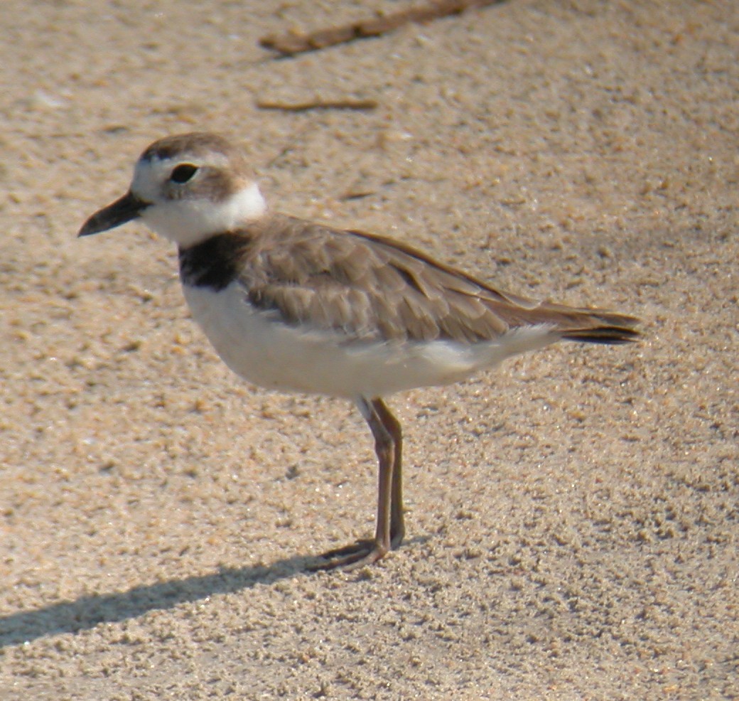 Wilson's Plover - ML104941631