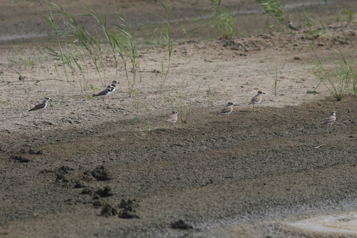 Wilson's Plover - ML104941981