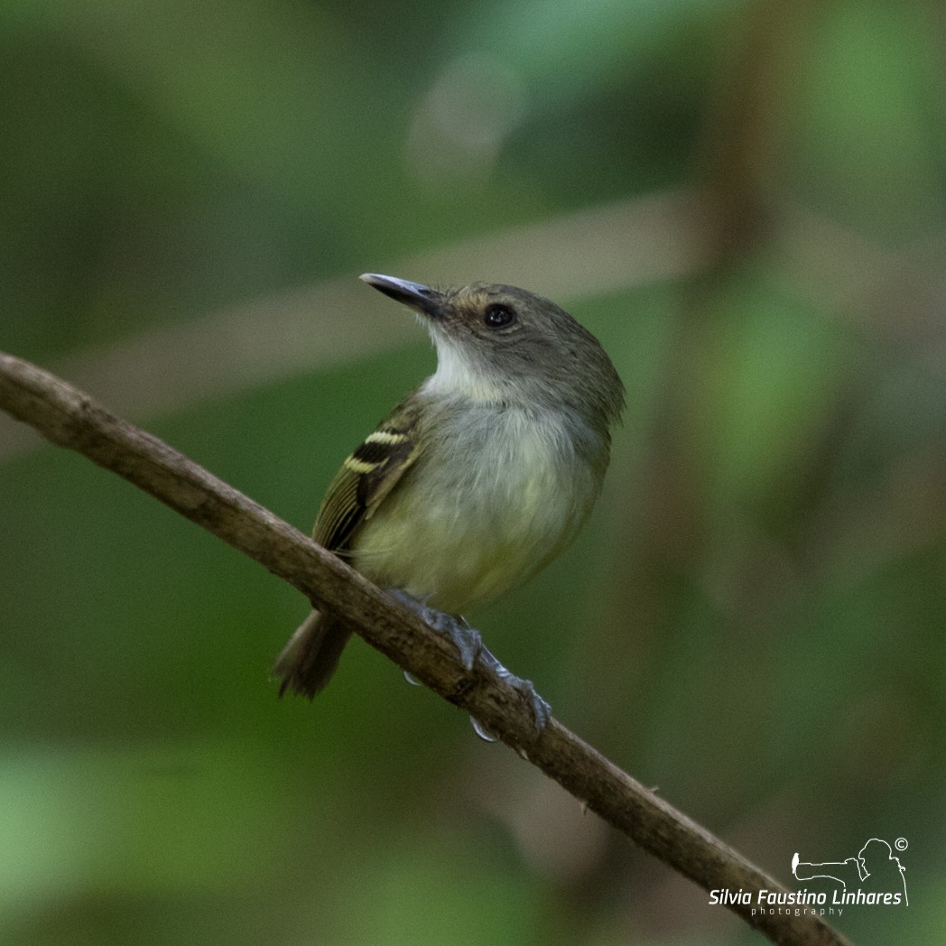 Smoky-fronted Tody-Flycatcher - Silvia Faustino Linhares