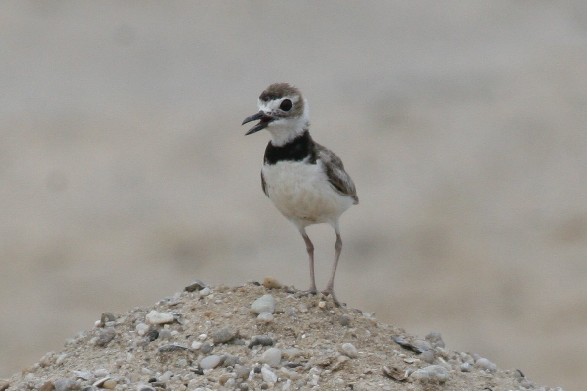 Wilson's Plover - ML104942221